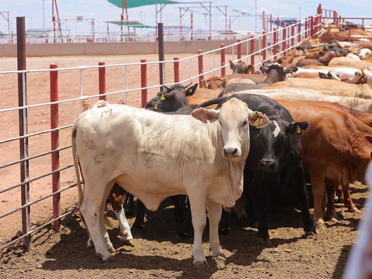México ve riesgo en lucha contra el gusano barrenador por fallas en el control del ganado