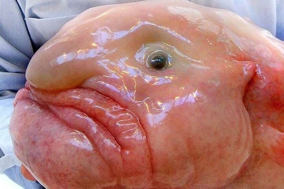 El “animal más feo del mundo” arrasa en votación y se corona Pez del Año en Nueva Zelanda