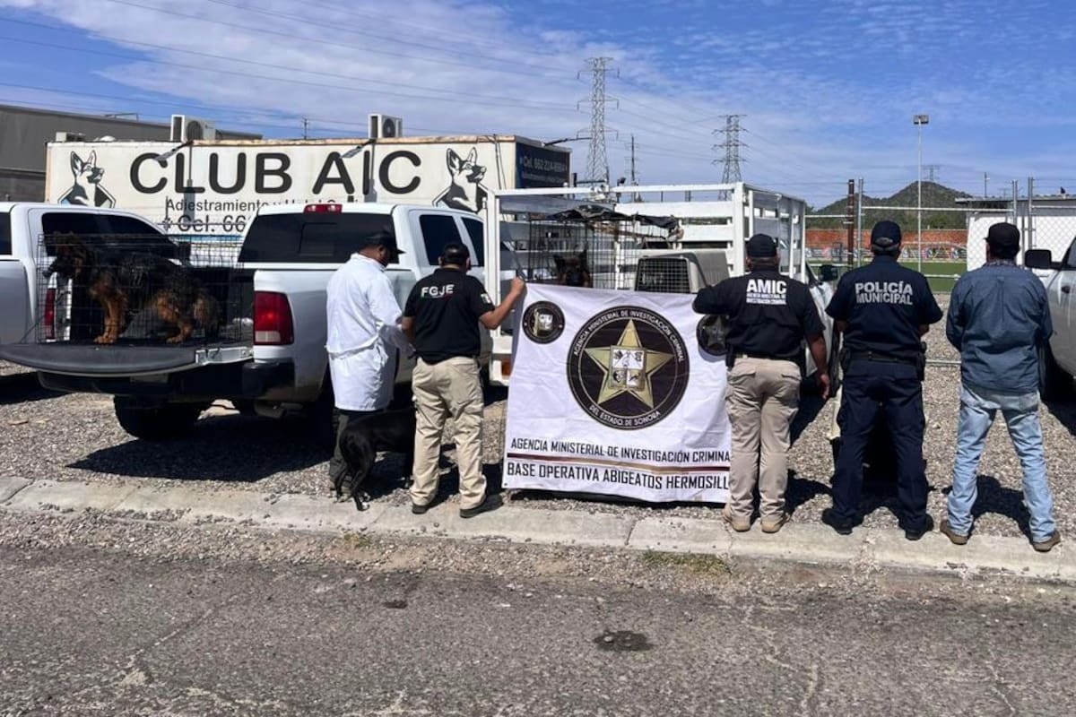 Rescatan a 30 perros tras cateo por presunto maltrato animal en Hermosillo
