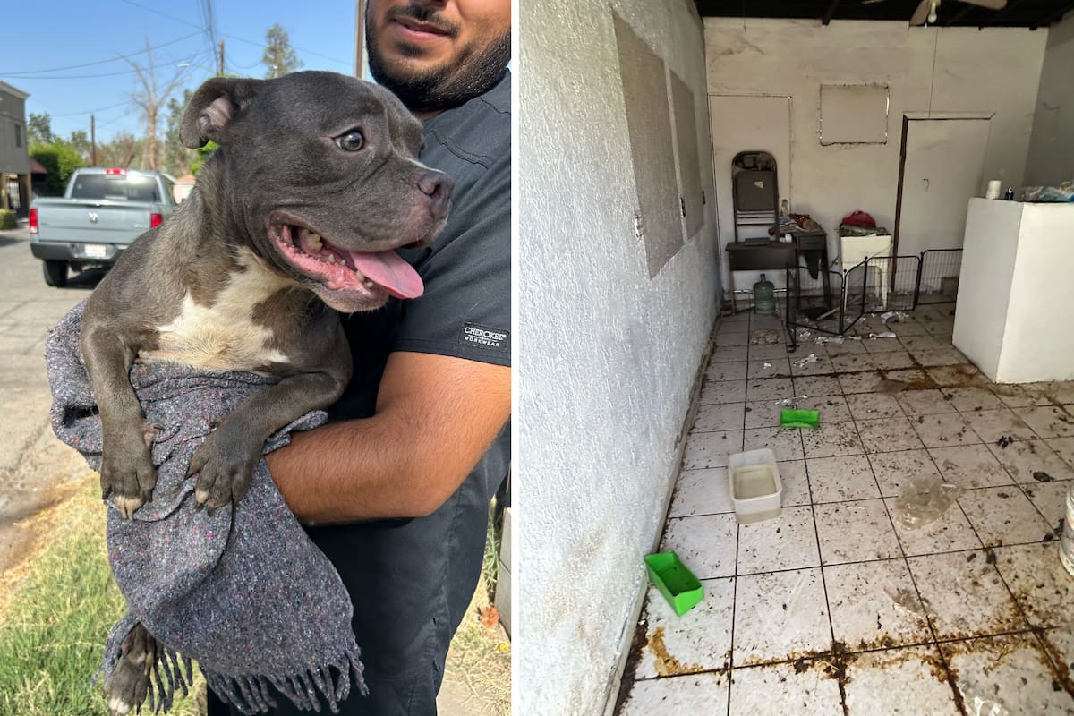 Rescatan a perro abandonado en casa del fraccionamiento San Marcos