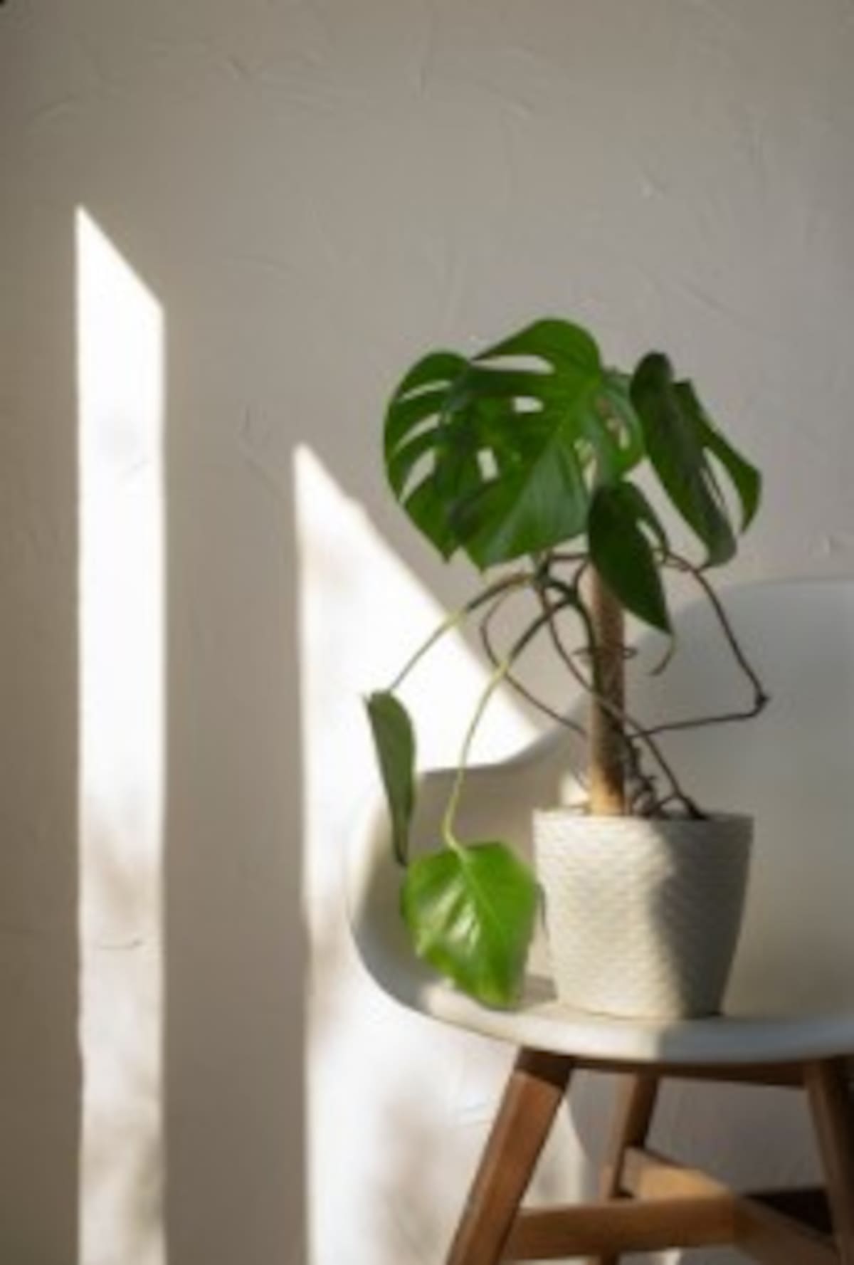 Revisa qué cantidad de luz debe recibir tu planta