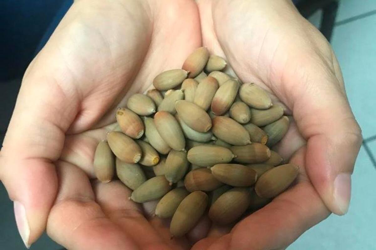 Son las bellotas símbolo y tradición de Nogales