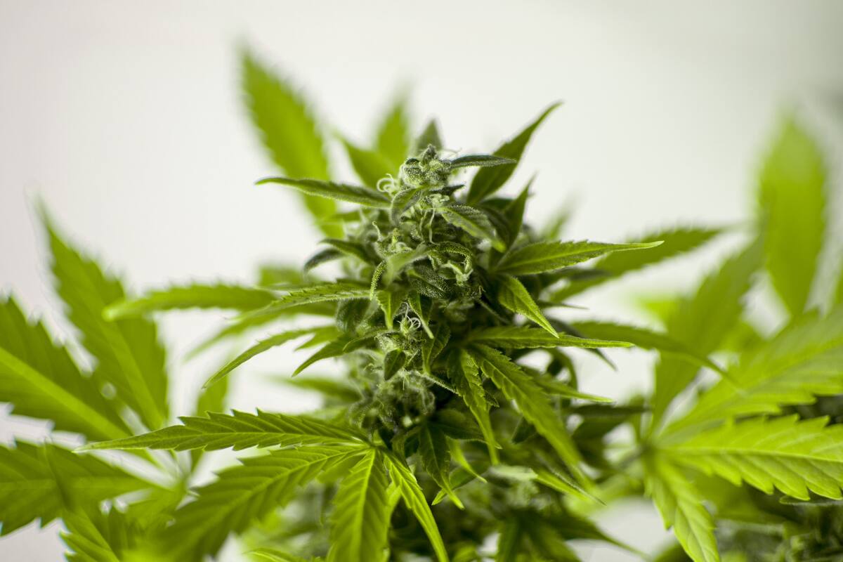 Consideran que jóvenes corren riesgo con legalización de mariguana