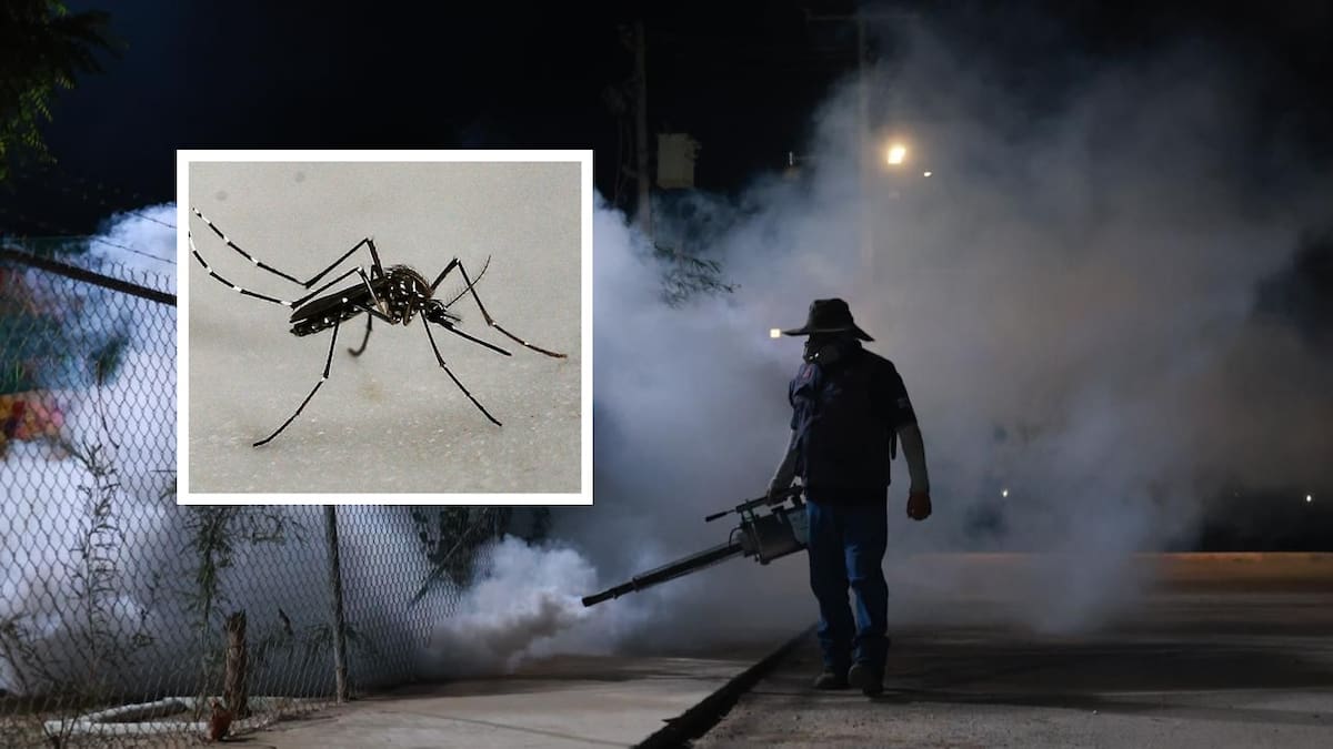 Estudio analiza 40 años de dengue en México y alerta sobre ciclos de aumento de contagios cada cinco años