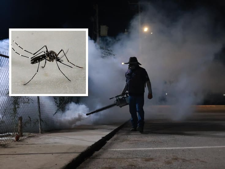 Mosquito que transmite el dengue seguirá activo pese al frío en Sonora; ya van cinco muertes en 2025