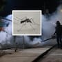 Concentra Cajeme más casos de dengue en el Sur del Estado