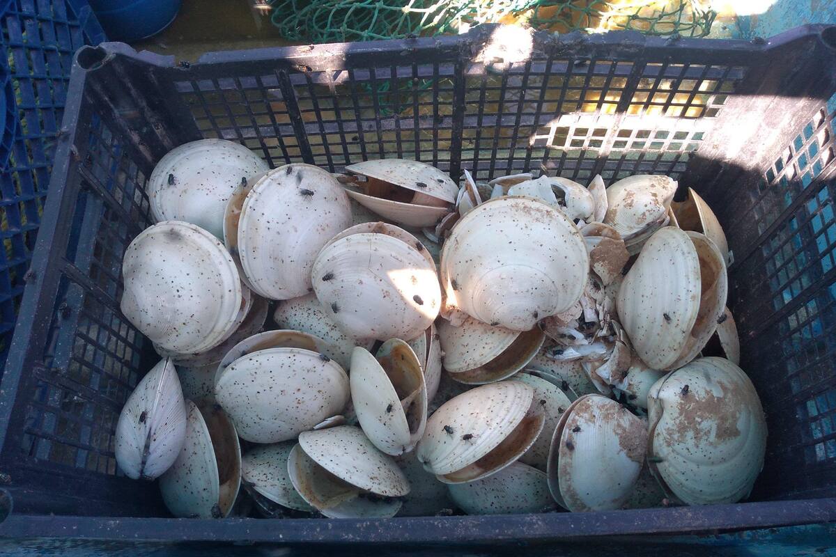 Sufren pescadores pérdidas de producto en Puerto Peñasco