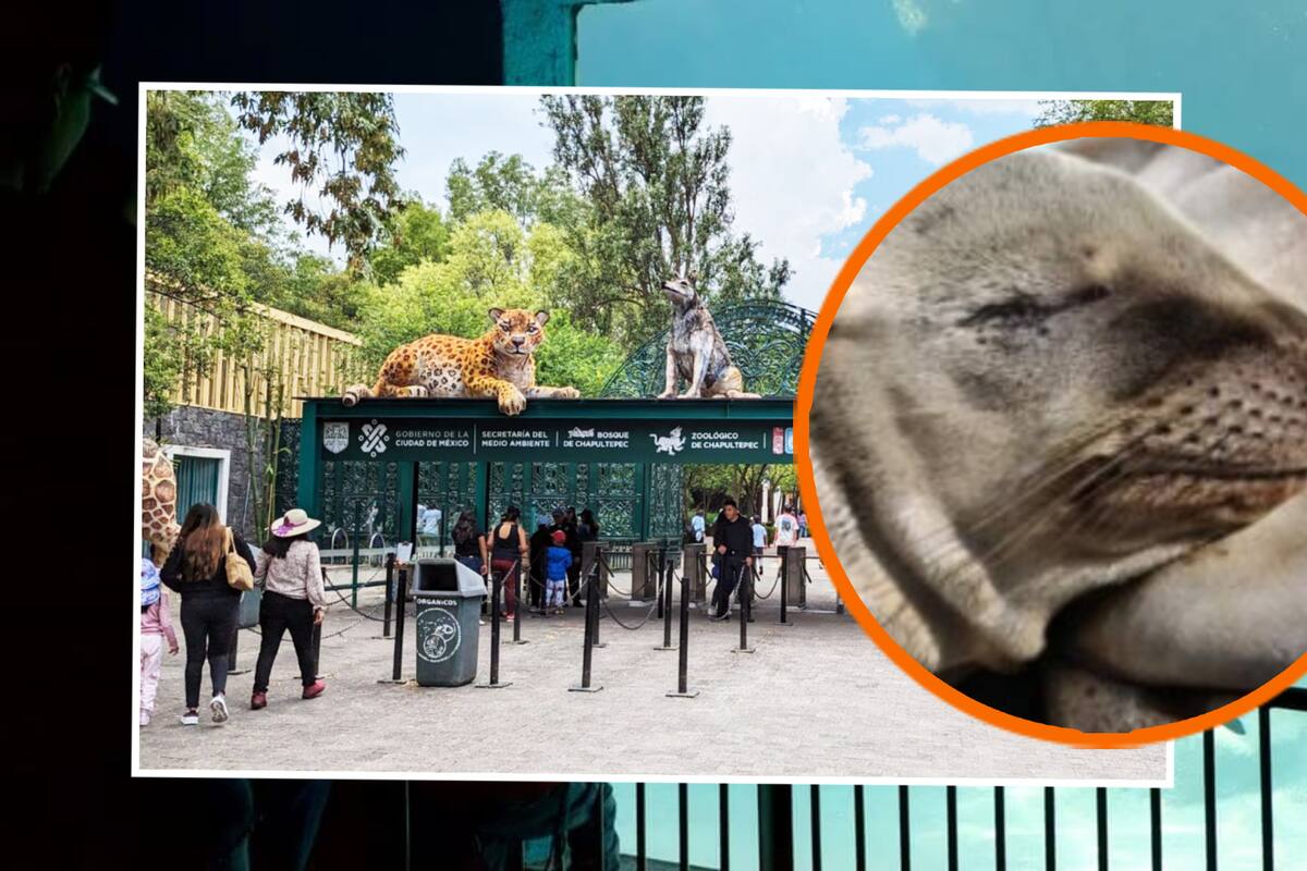 Trabajador cae a su muerte en el estanque de lobos marinos del Zoológico de Chapultepec ¿Qué sucedió?