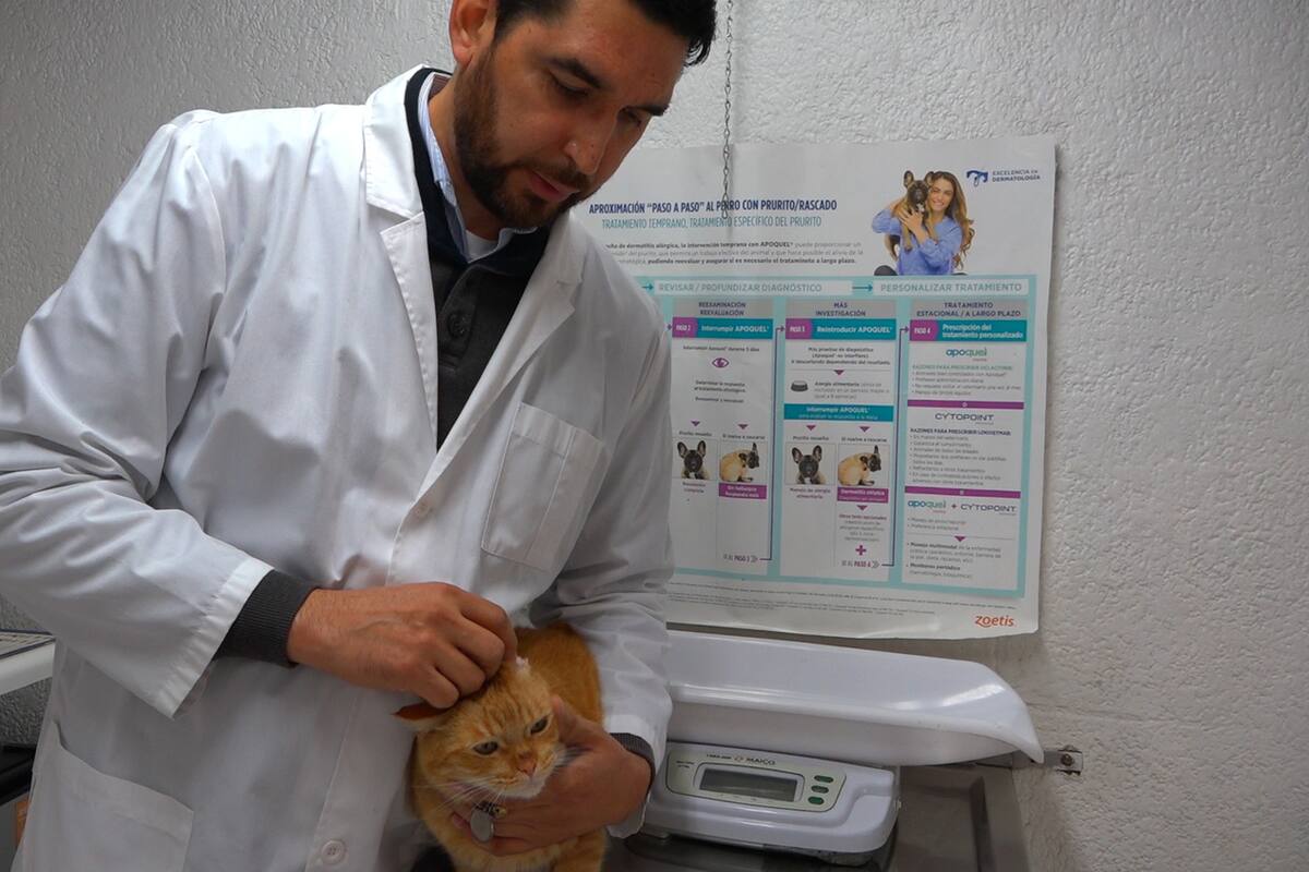 Mascotas también padecen durante el invierno