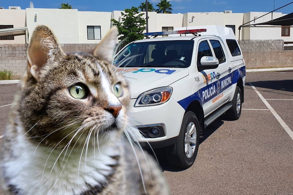 Investigan envenenamiento de ocho gatos en Hermosillo