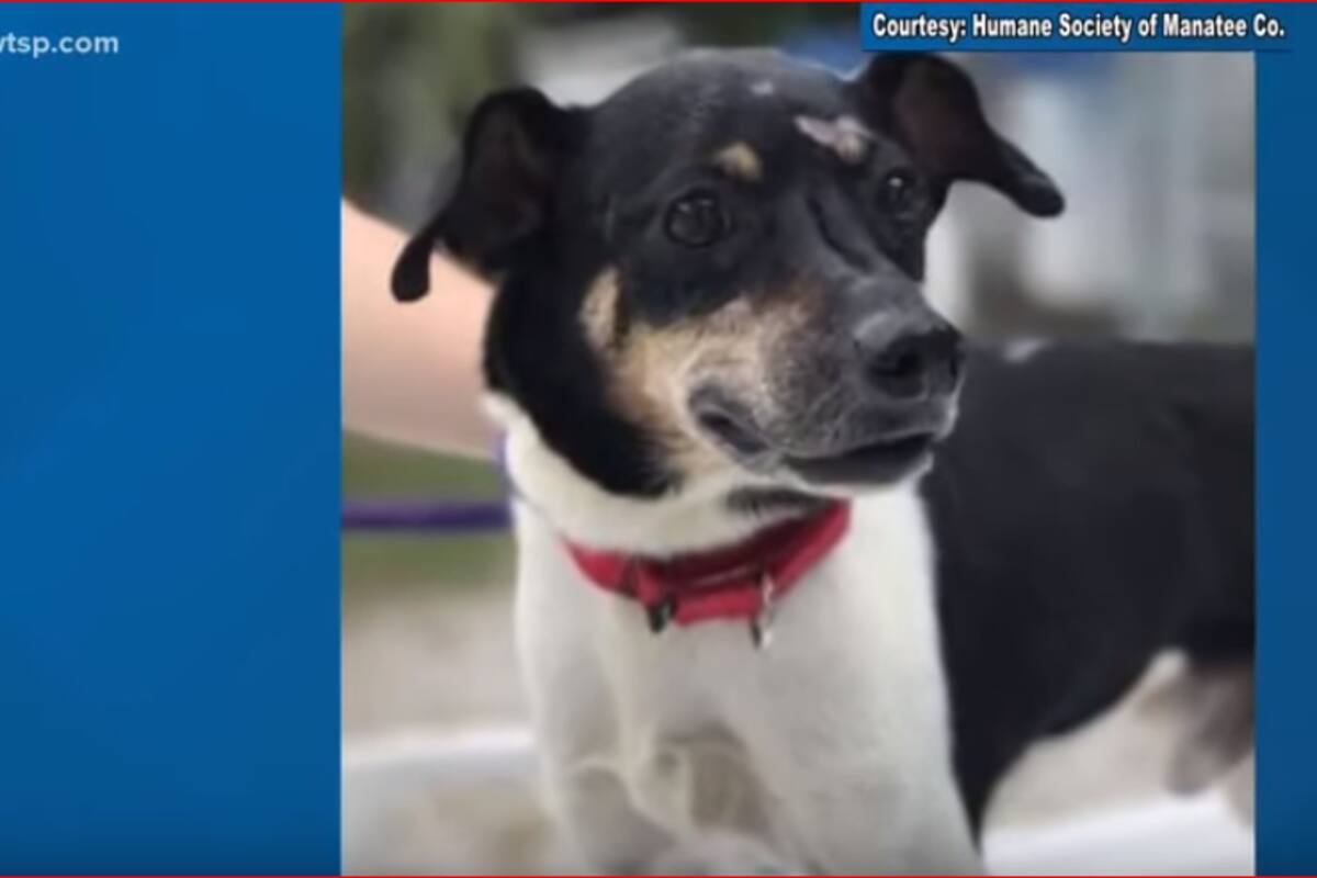 Perro héroe: Salvó a toda una familia de un incendio antes de morir