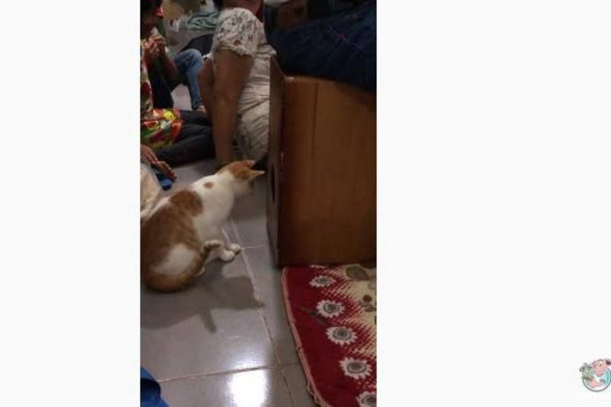 VIRAL: Gato reacciona cuando su dueño toca el cajón