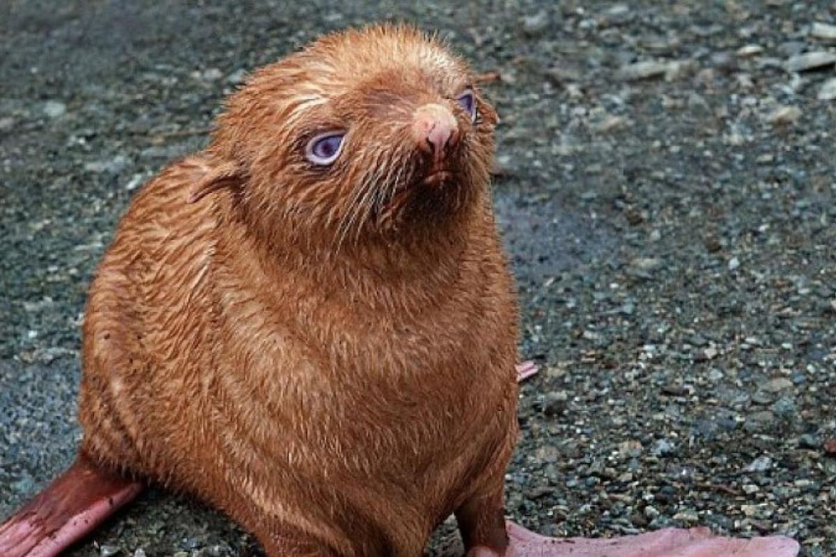 Foca albina rusa: Una rareza en peligro de extinción