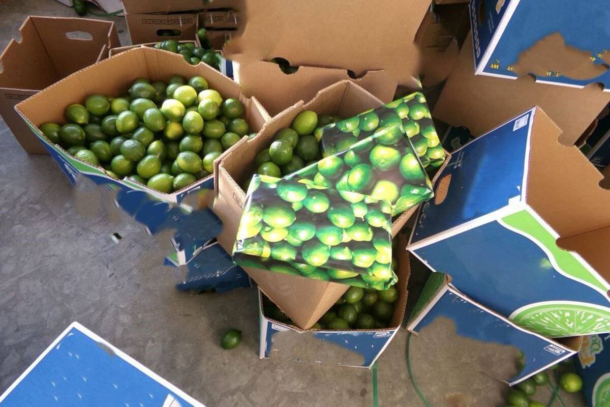 Decomisan en Otay Mesa cocaína con valor de 3 mdd en cargamento de limones