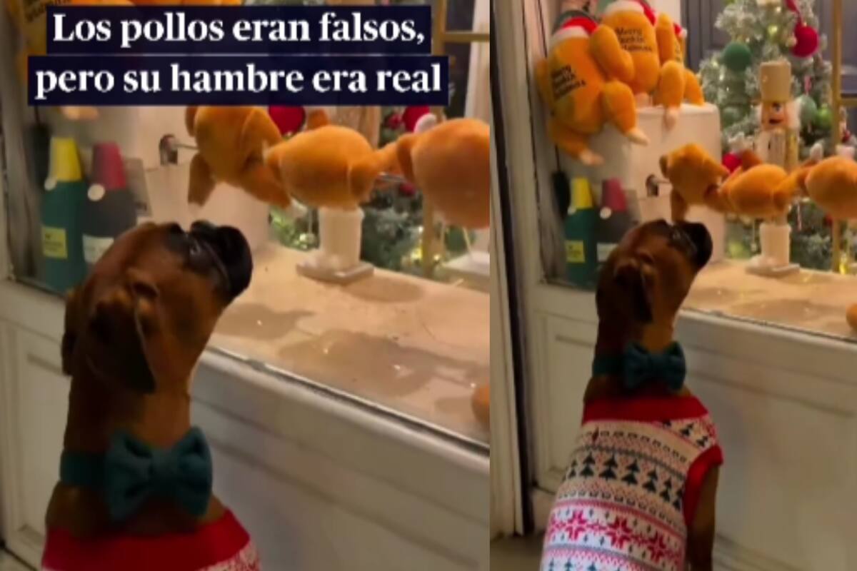 Perro causa risas en redes sociales al lamer un aparador donde se asaban pollos de peluche