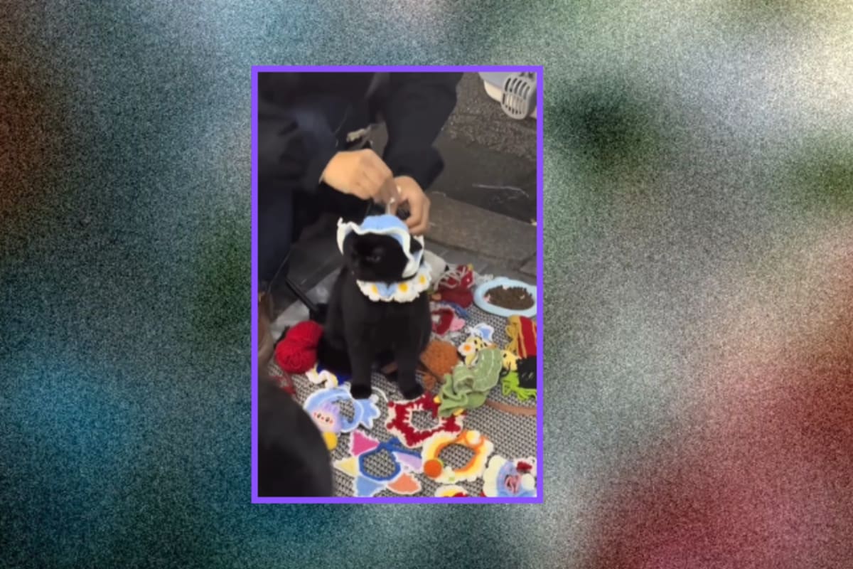 “El michi: esta combinación queda miaufántastica”: gato se convierte en modelo de su dueño, que vende conjuntos de crochet para mascotas