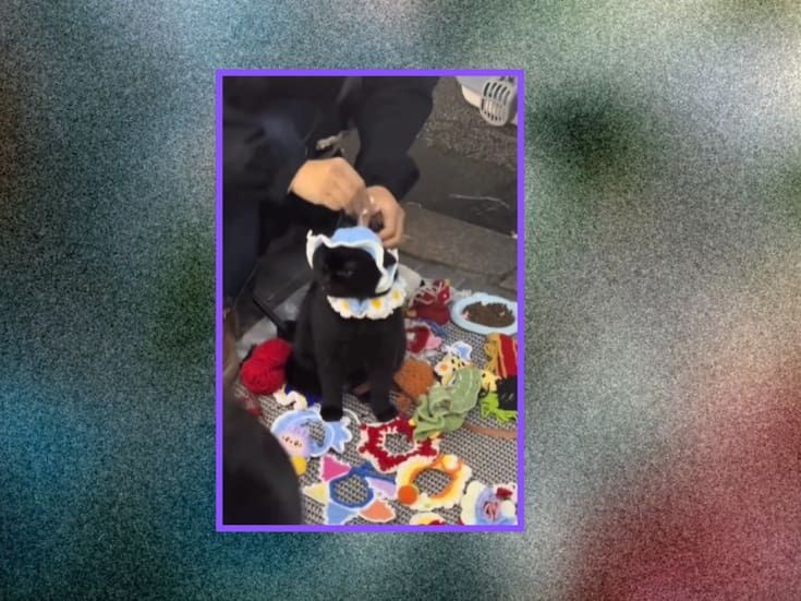 “El michi: esta combinación queda miaufántastica”: gato se convierte en modelo de su dueño, que vende conjuntos de crochet para mascotas