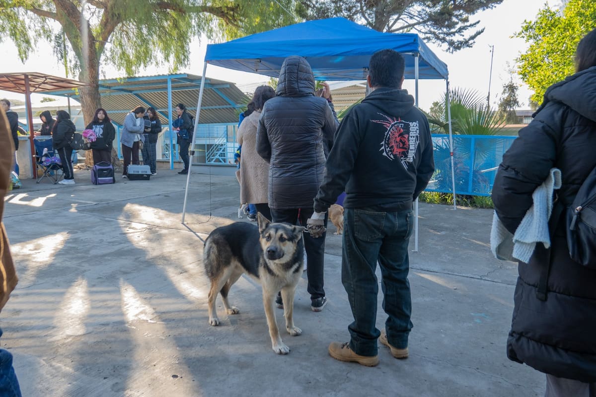 Esterilizaciones evitan nacimiento de animales en abandono en Tijuana