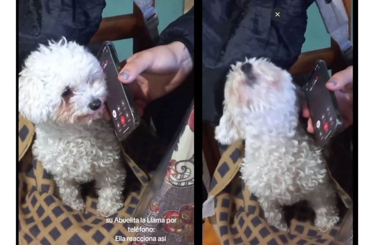 Así reacciona una perrita al escuchar la llamada telefónica de su abuelita humana