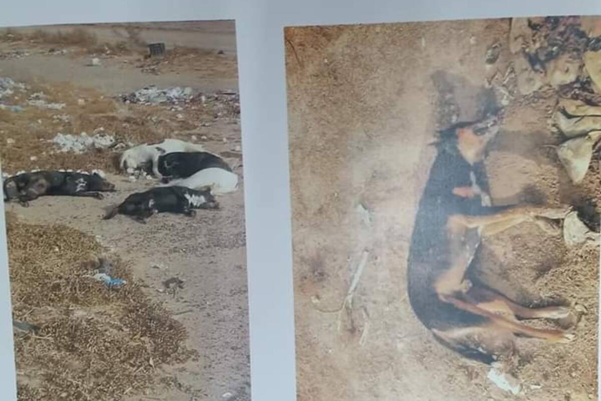 Envenenan 32 perros en Caborca