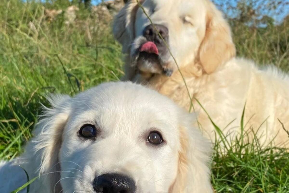 Por glaucoma, perrito pierde la vista lo ayuda un cachorro guía
