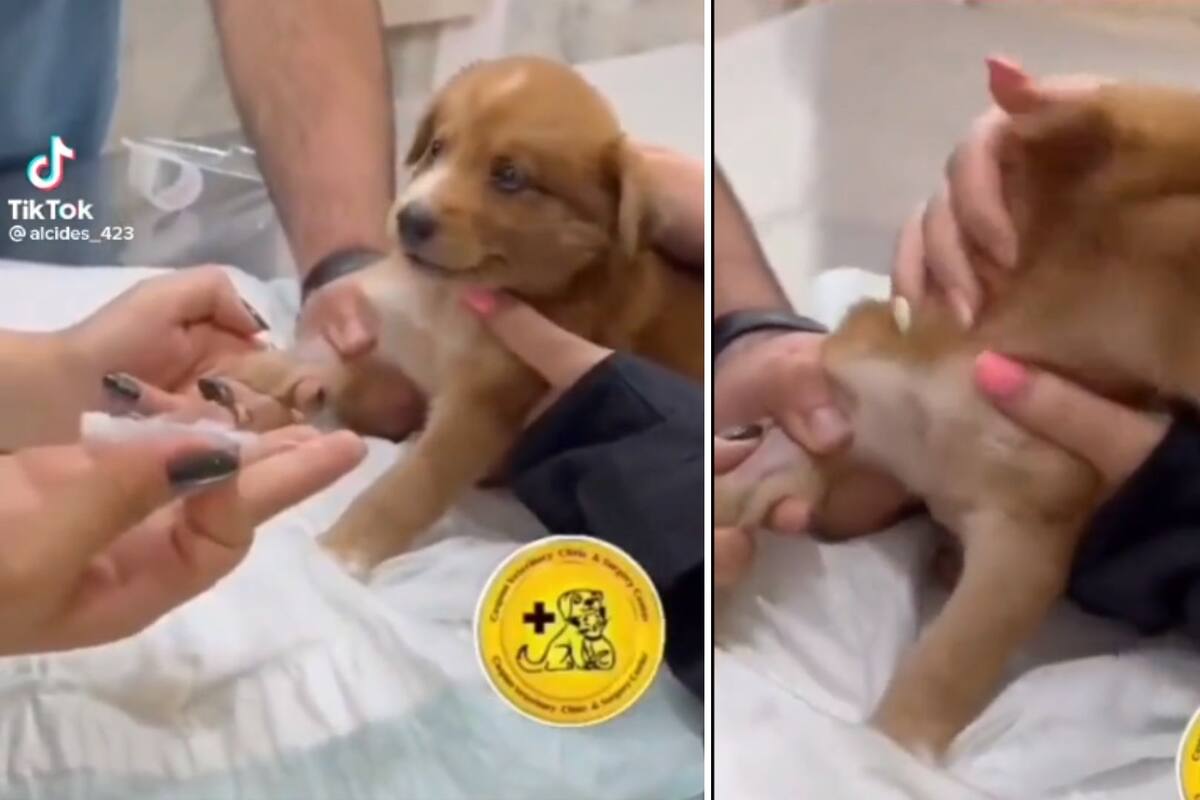 VIDEO: Cachorrito es llevado a vacunar y su dramática reacción lo hace viral