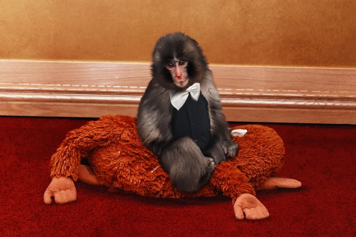 Punch the monkey “llega” a la alfombra de los Actor Awards 2026