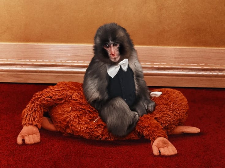 Punch the monkey “llega” a la alfombra de los Actor Awards 2026