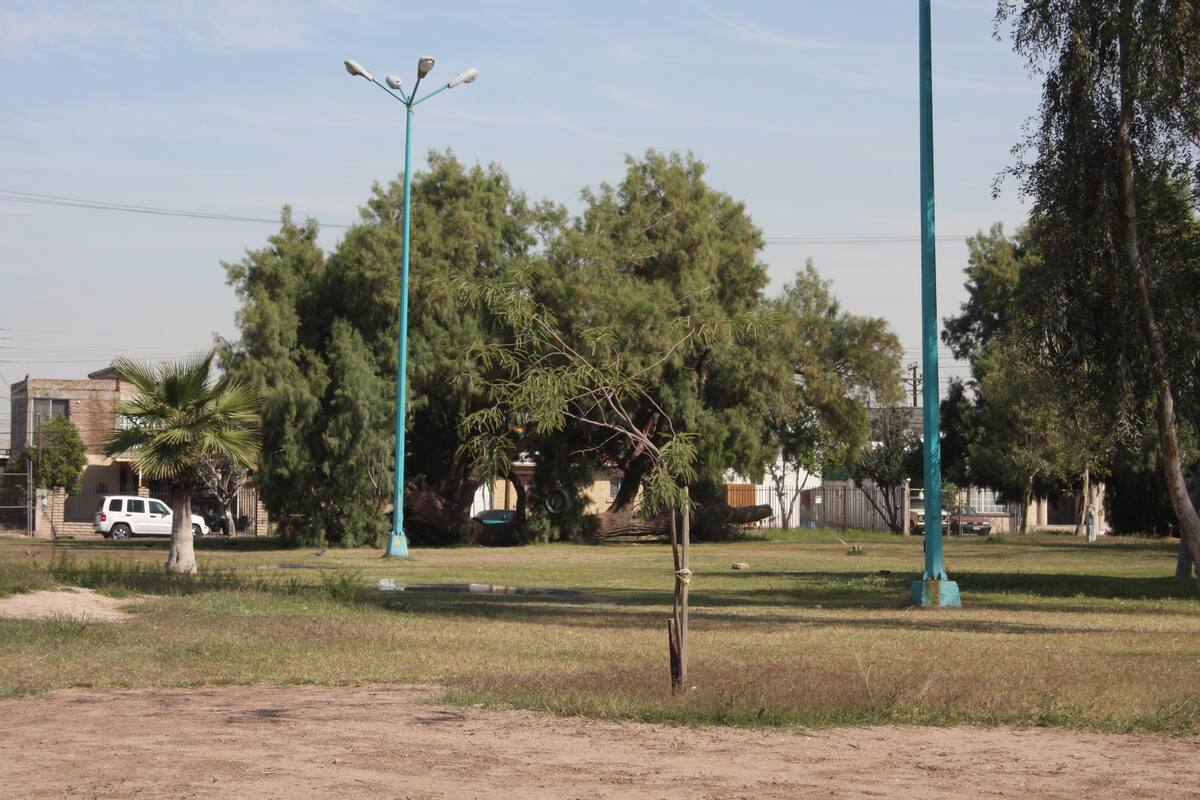 Mexicali cerca de alcanzar los 4 metros cuadrados de área verde por habitante