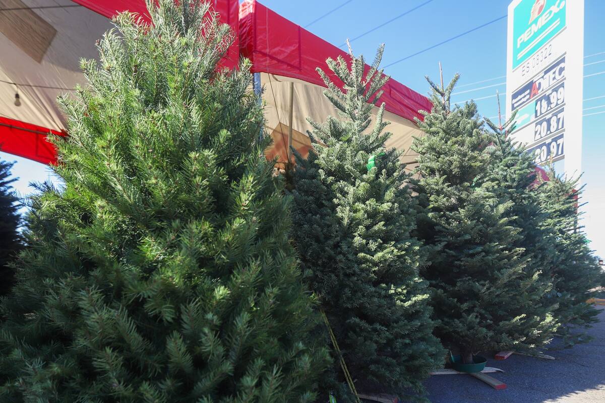 Ofrecen en carpas pinos navideños desde 750 pesos