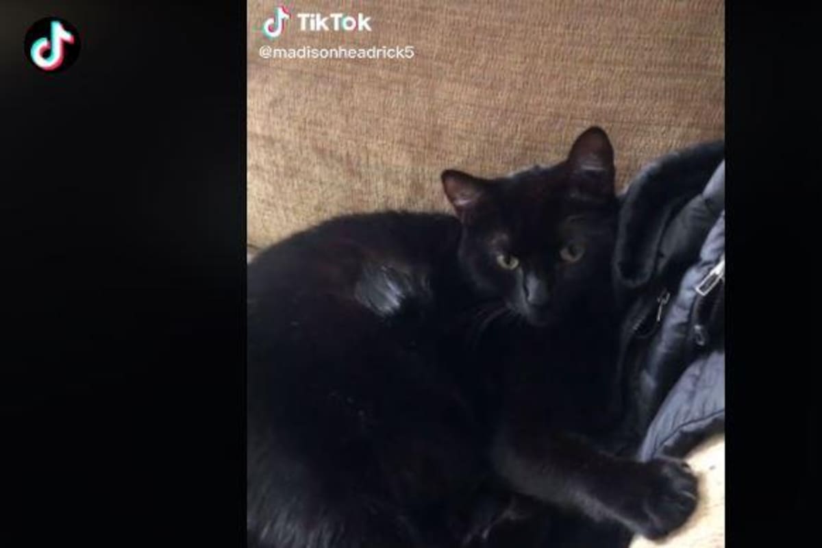 Este gatito se viraliza en TikTok al intentar tomar agua