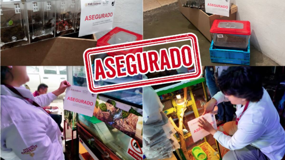 Hallazgo alarmante en Aguascalientes: decomisan 55 animales silvestres en tienda de mascotas sin permisos