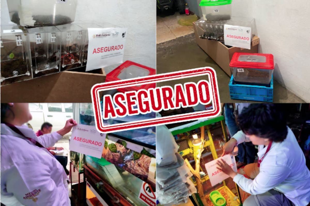 Hallazgo alarmante en Aguascalientes: decomisan 55 animales silvestres en tienda de mascotas sin permisos