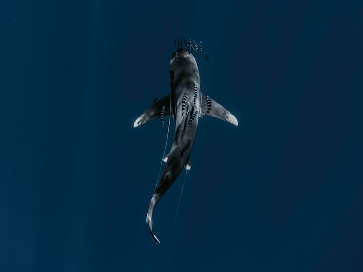 Tiburones viven dentro de un volcán submarino activo: lo que se sabe del caso Kavachi