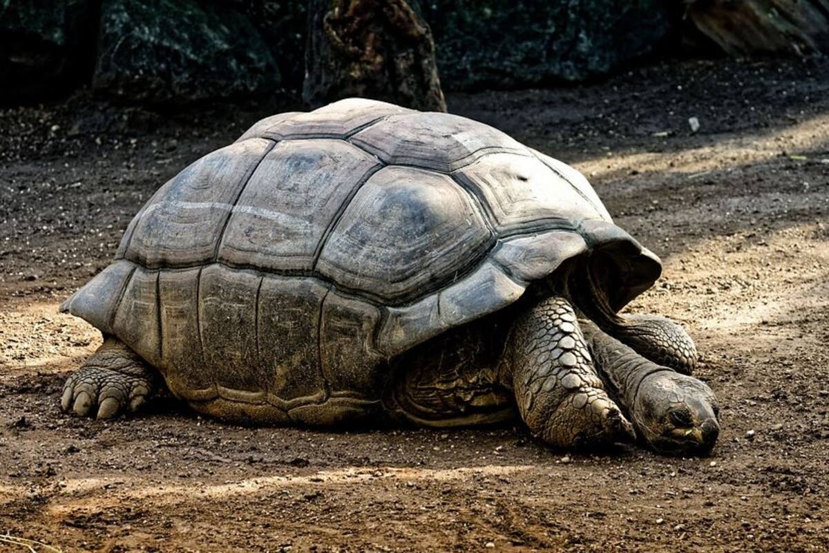Detienen a mujer con más de dos mil huevos de tortuga en Chiapas