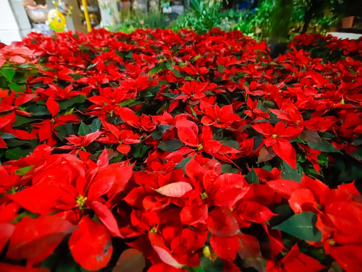 Las nochebuenas, más que tradición un lujo