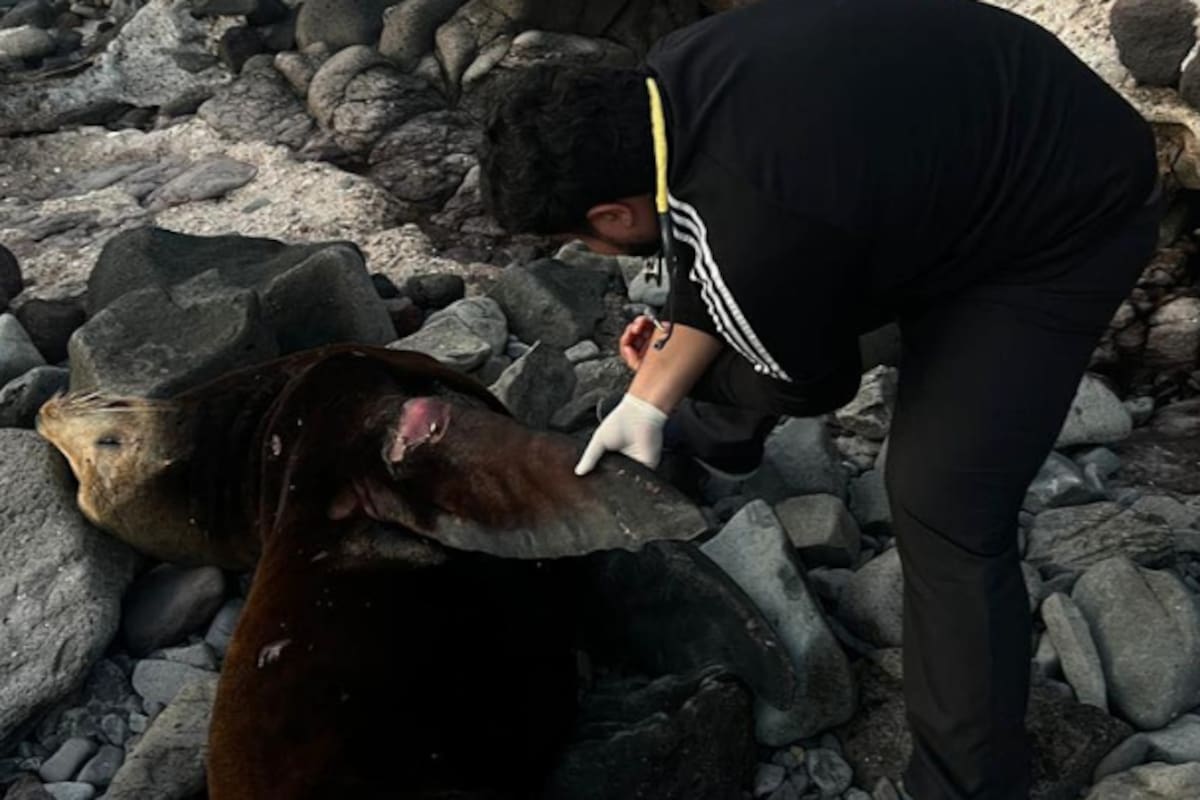 Localizan lobo marino varado en Puerto Peñasco; el ejemplar falleció horas después debido a tumores