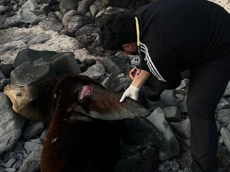 Localizan lobo marino varado en Puerto Peñasco; el ejemplar falleció horas después debido a tumores