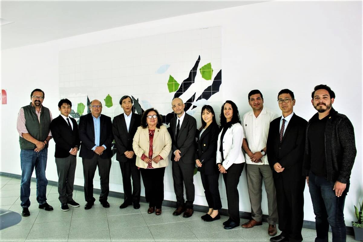 Buscan en BC comercializar ostra japonesa