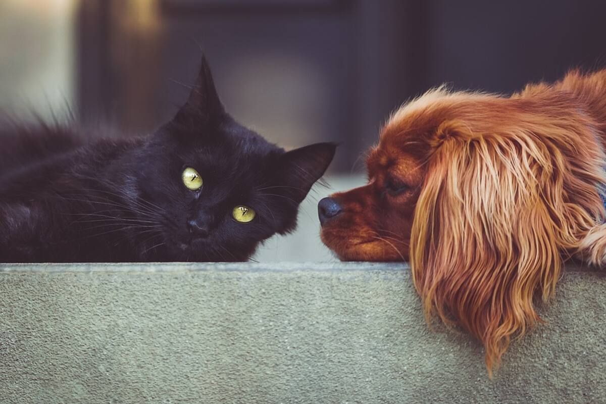 3 personas han sido procesadas por maltrato animal desde 2015