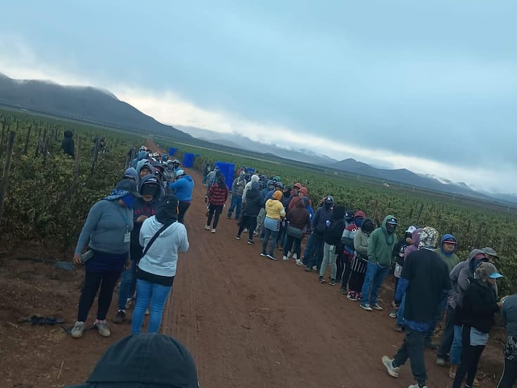 Sueldo en el campo de San Quintín no alcanza, señalan jornaleros
