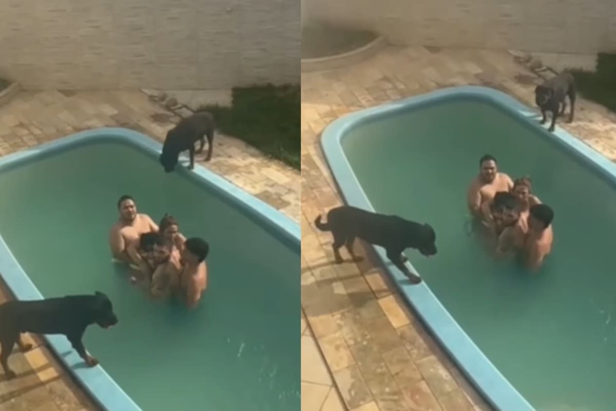 ‘Pasaron un buen susto’: Familia protagoniza peligrosa escena en la piscina con dos rottweilers acechándolos