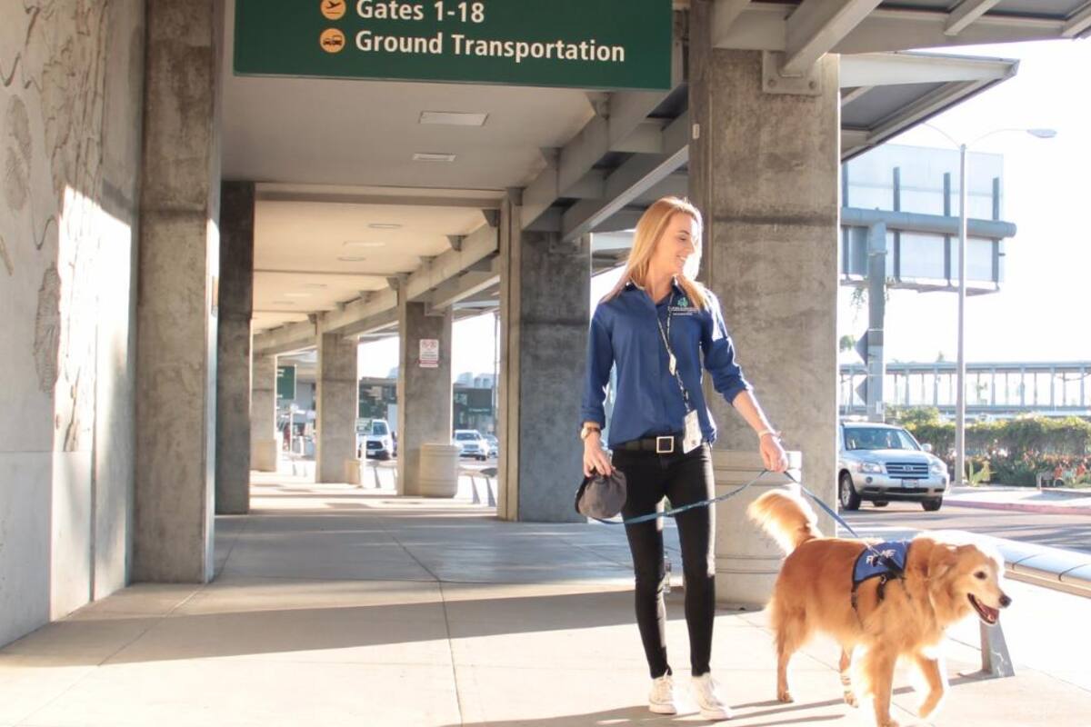 Perros de terapia certificados ayudan a viajeros en Aeropuerto de San Diego