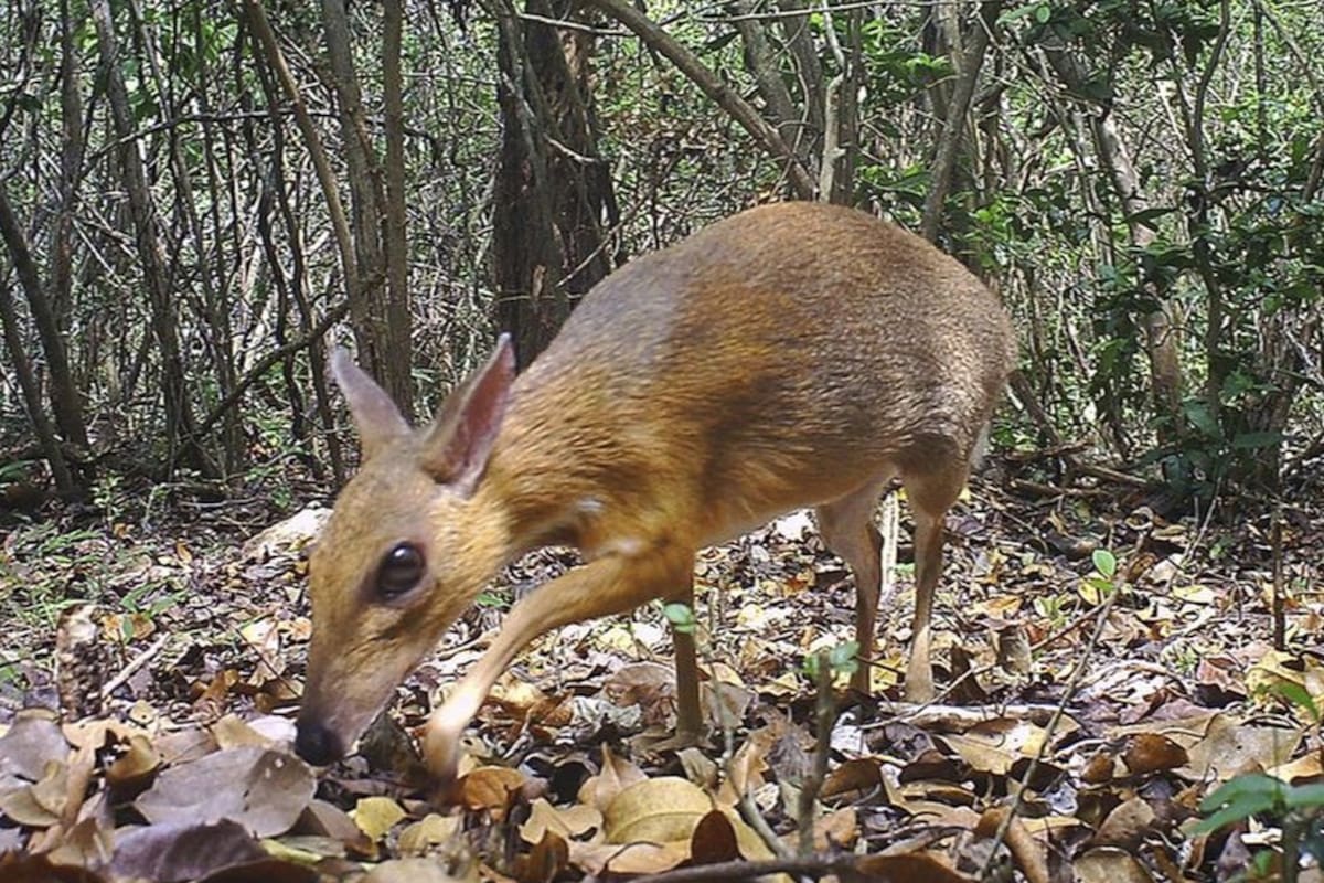 Chevrotain, el ciervo ratón, que fue avistado y se creía extinto