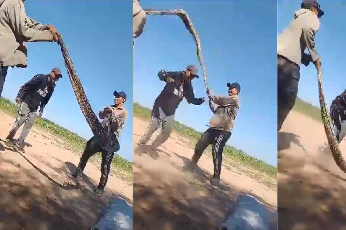 VIDEO: Jóvenes utilizan una boa gigante como cuerda de saltar y causa indignación