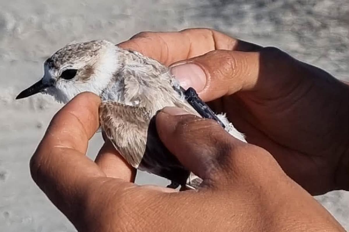 Instalan estación para rastrear rutas migratorias de aves en San Quintín