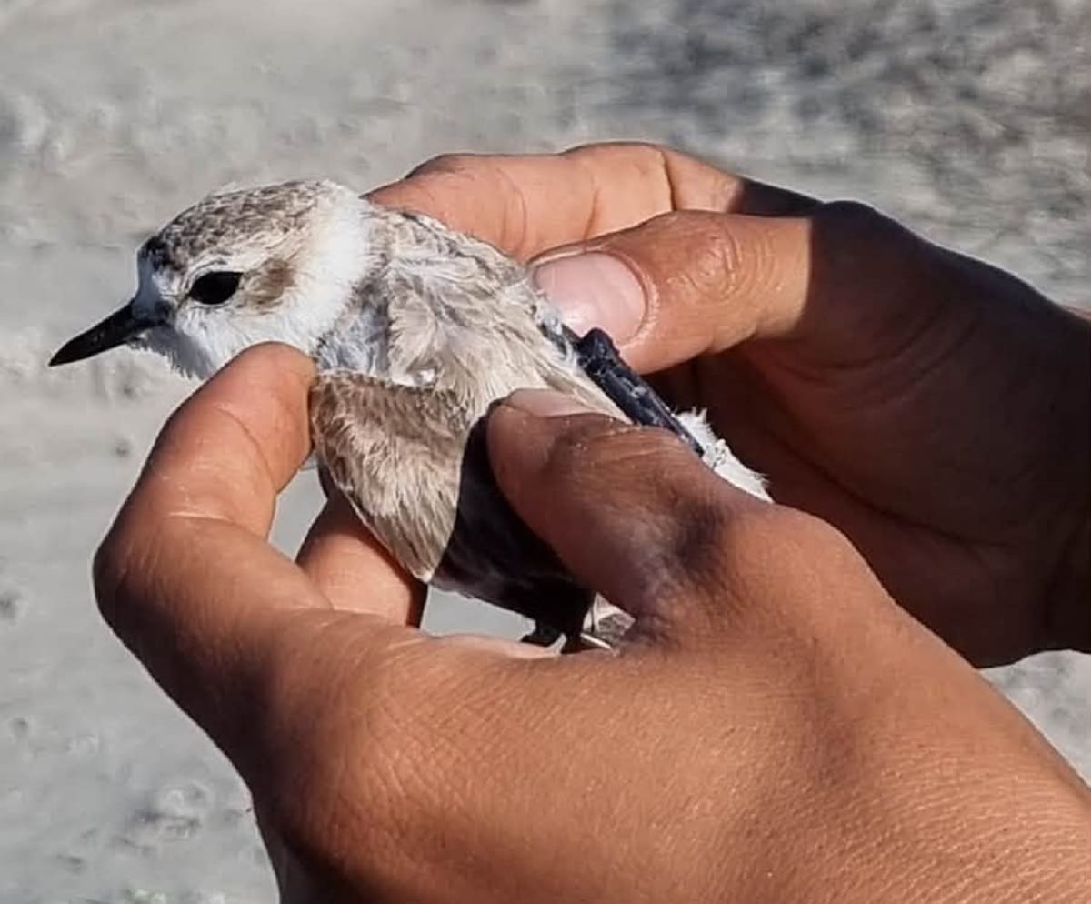 La nueva estación de radiotelemetría permitirá monitorear las rutas de aves, murciélagos e insectos en San Quintín. Foto: Cortesía