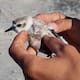 Instalan estación para rastrear aves migratorias en San Quin