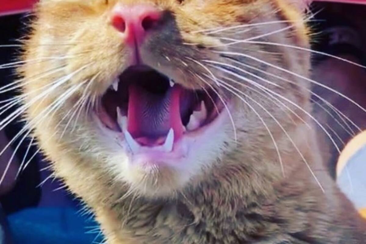 La reacción de un gato después de su visita a la playa arrasa en las redes