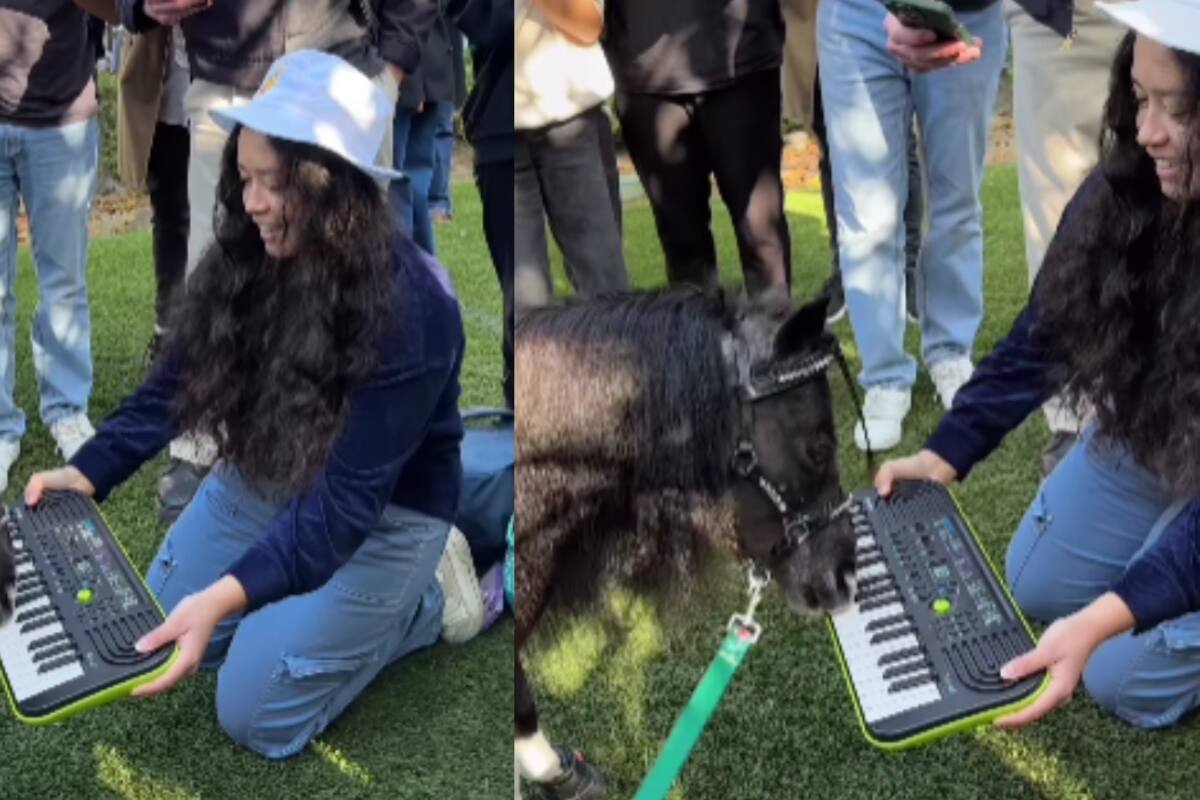 Pony que toca el teclado con los dientes se vuelve viral en redes sociales